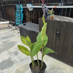 Garden Canna Plant