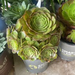 Suculentas $7 Each