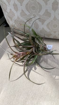 Tillandsia or air plant