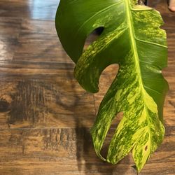 Discounted Variegated Monstera Aurea One Leaf Plant Cuttings (pls Read Description Below)
