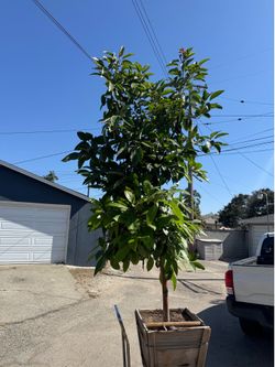 fuerte avocado