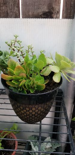 Suculent plants,$10.00 each
