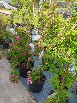 Rosas Y Mas