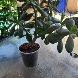 ponytail palm tree plant Ponytail Palm Plant Care - How to Grow Beaucarnea recurvata