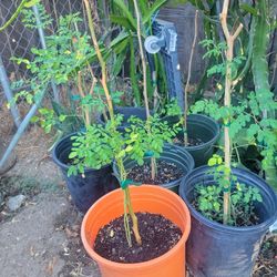Moringa Tree