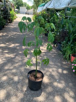 Kapok tree / Arbol Ceiba