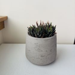 Succulent Plant - with a cement pot