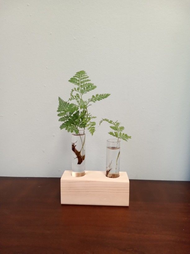 Double Plant Water Propagation Station With Fern Cuttings