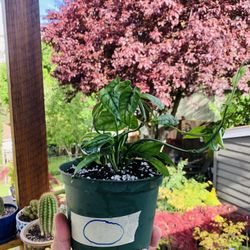 Live Monstera Siltepecana plant in a plastic nursery pot—firm price