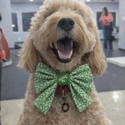 Bulk Lot 170 Dog Bows – Sailor & Bowtie Styles “HOPE” – Groomers / Retail