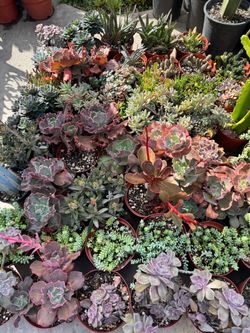 Succulent plants