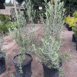 Olives 