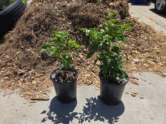 Plants for TRADE