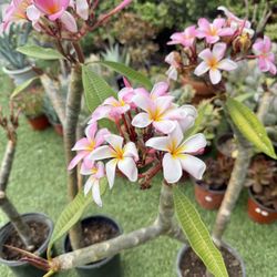 Plumeria Tree In 1 Gallon Pots