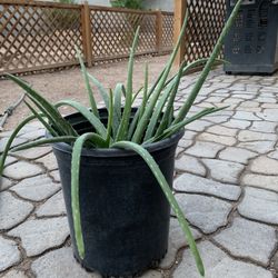 Healthy Aloe Vera Plant