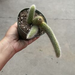 4” Monkey Tail Cactus
