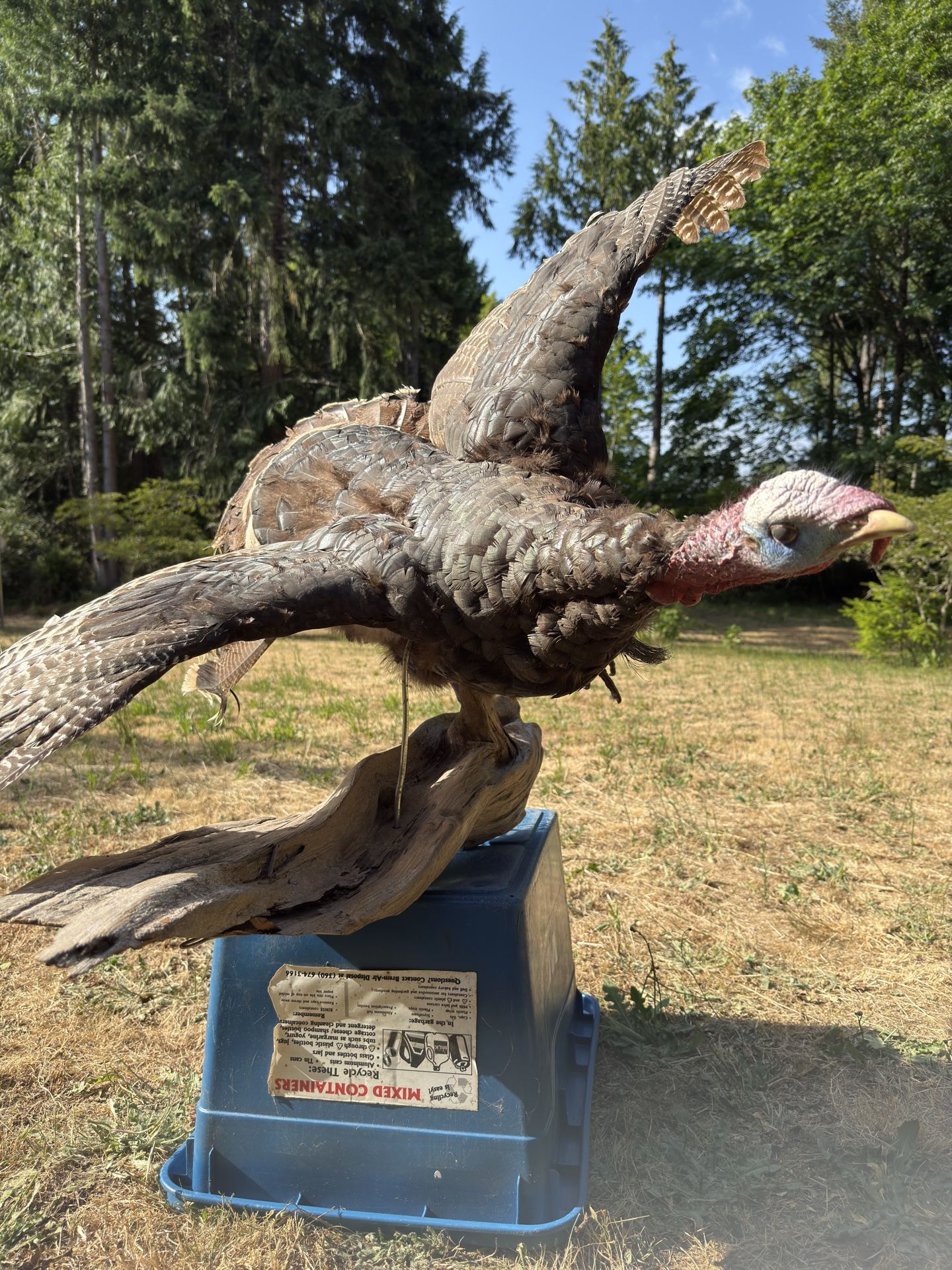 Turkey Taxidermy