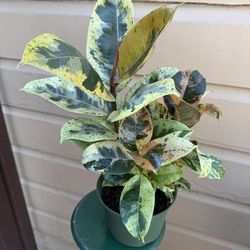 8” ficus shiveriana marble