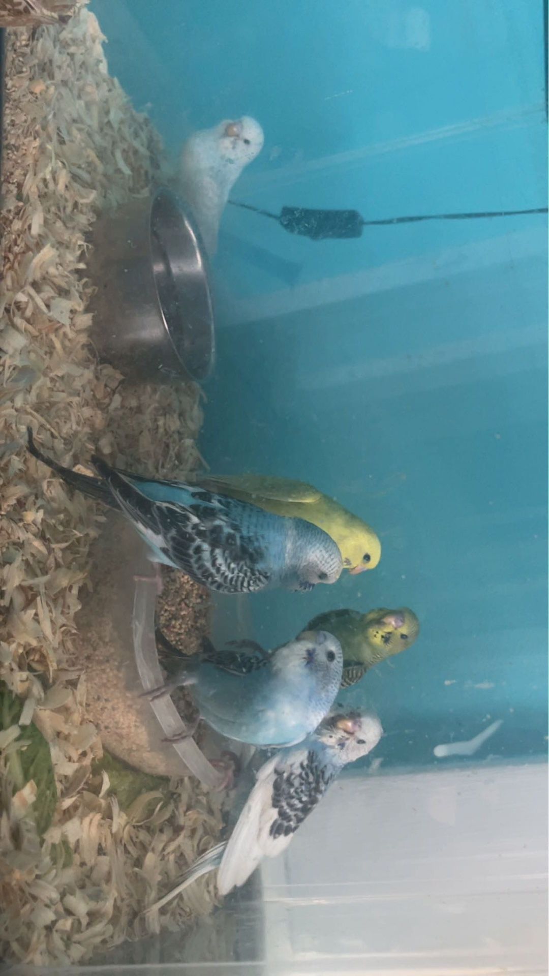 Birds love to play and have fun  Budgies are friendly There are ages less than a month to a year