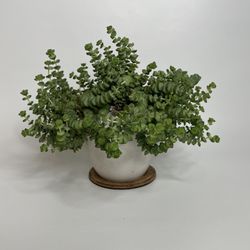 Crassula Baby Necklace Succulent 8” in Decorative Plastic Pot 