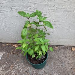 basil In 5” Pot