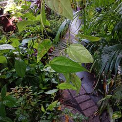 Native Passion Vine For Butterflies Landscape Plant Potted Plant