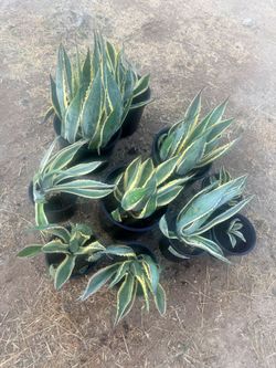 American Agave Plants
