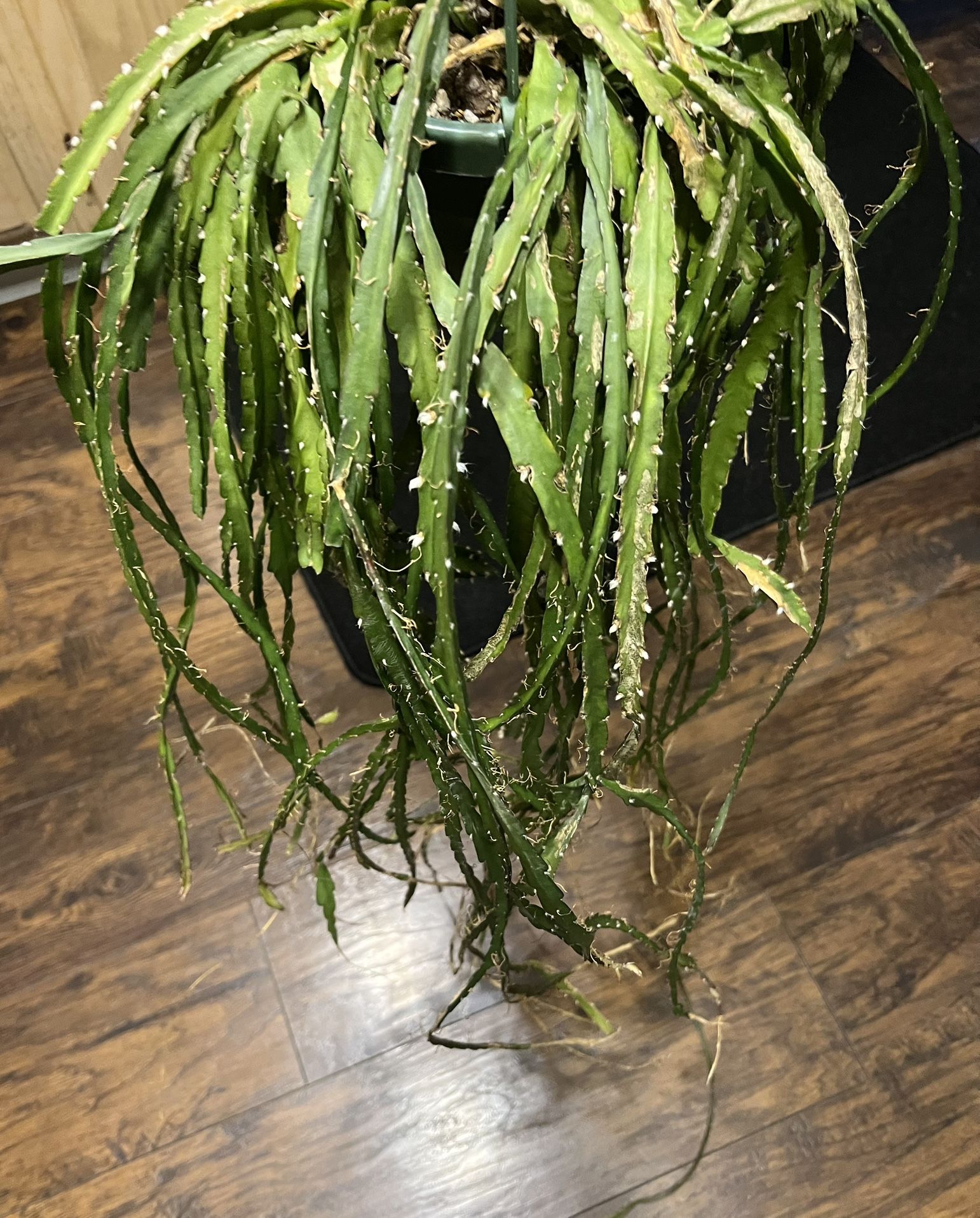 Rhipsalis Plant Cuttings (pls read description)