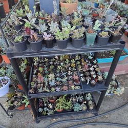 Succulent Sale 