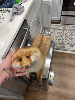 High Quality Fox Tanned Pelt - Vintage