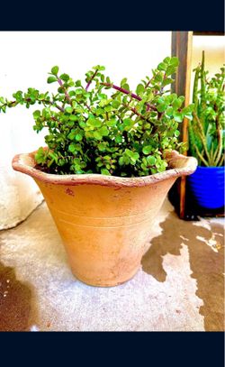 Elephant food plants