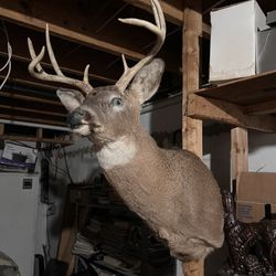 This is a high-quality Whitetail Deer shoulder mount featuring a symmetrical 8-point rack. The buck is mounted in a natural, semi-sneak pose with a sl