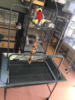 Parrot stand