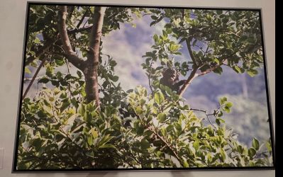 Perfectly mint monkey painting