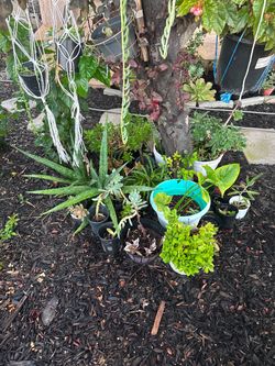 Assorted Potted Succulents and Plants Collection