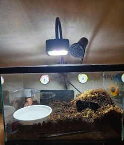 Baby pacman frog enclosure (items in description)