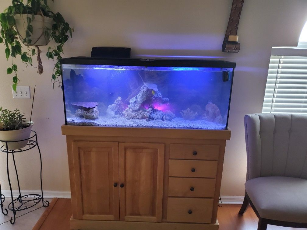 55 gallon salt water tank