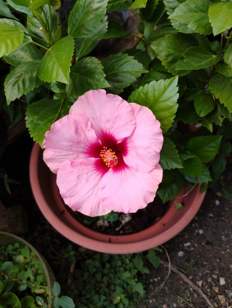 Hibiscus ๐บ๐บ Plant