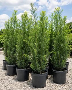 Huge Podocarpus  5 feet tall!!!   Instant privacy hedge