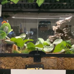 10 Gallon Tank Reptile
