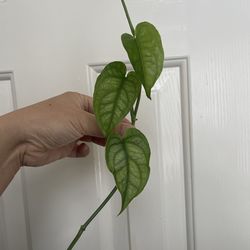 Monstera Siltipecana plant CUTTING