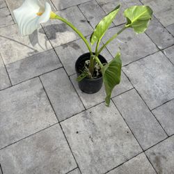 Calla Lily Plant