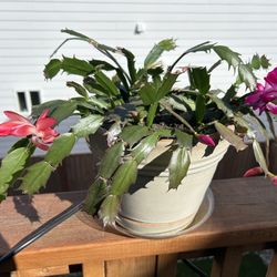 Christmas Cacti in 6” Black Planter