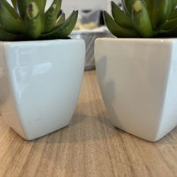 2 SMALL SUCCULENTS 