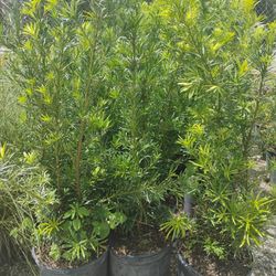 Podocarpus Privacy Hedges 4-4.5'ft $19🌱