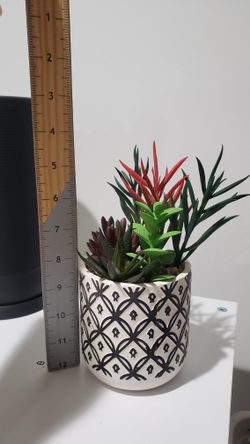 Desktop Succulent Decor