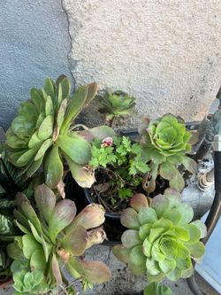Plants
