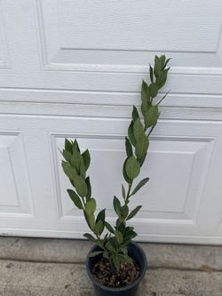 Bay Leave Laurus Herb Plant, In 1 Gallón Pot Pick Up Only
