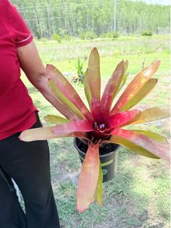 Bromeliad plant