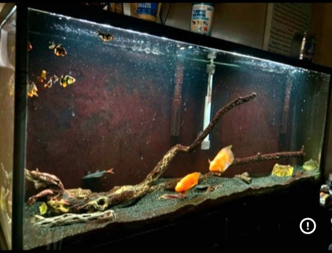 55 Gallon Fish Tank With Stand $150 OBO